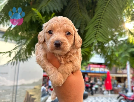 Maltipoo 2 Aylık Sevimli Yavrular