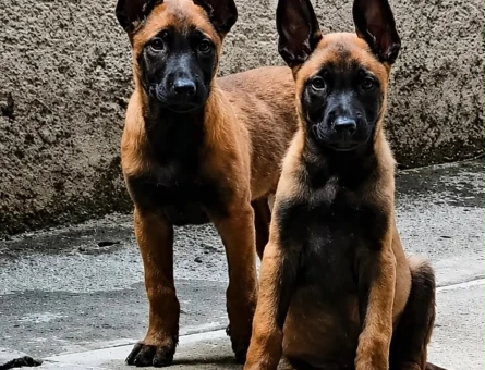 Belçika Malinois Dişi ve Erkek Yavrular 2 Aylık - 5309