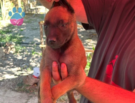 Belçika Malinois Dişi ve Erkek Yavrular 2 Aylık