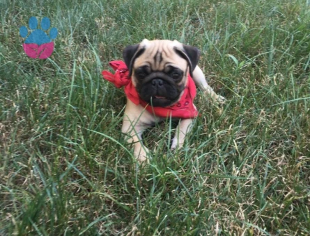 2 Aylık Rıfkı Pug Yuva Arıyor