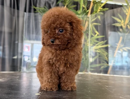 Toy Poodle 2 Aylık Safkan Yavrular - 5311