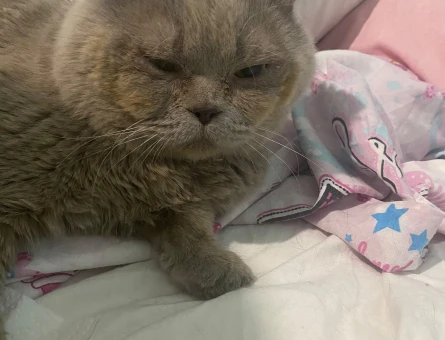 British Shorthair 1 Yaşında Tatlı Pati Yuva Arıyor - 5315