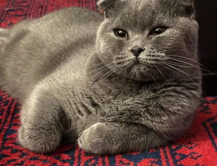 2 yaşında uysal scottish fold - 5318