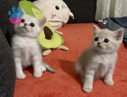 AYICIK YÜZLÜ PELUŞ TÜYLÜ