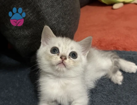 AYICIK YÜZLÜ PELUŞ TÜYLÜ