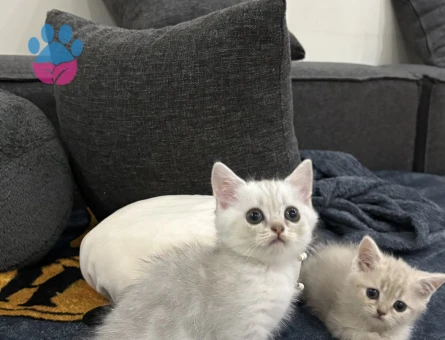 AYICIK YÜZLÜ PELUŞ TÜYLÜ