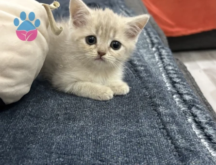 AYICIK YÜZLÜ PELUŞ TÜYLÜ