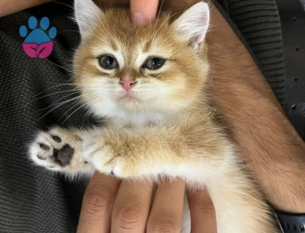British shorthair golden 2 aylık dişi