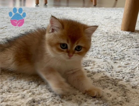 British shorthair golden 2 aylık dişi