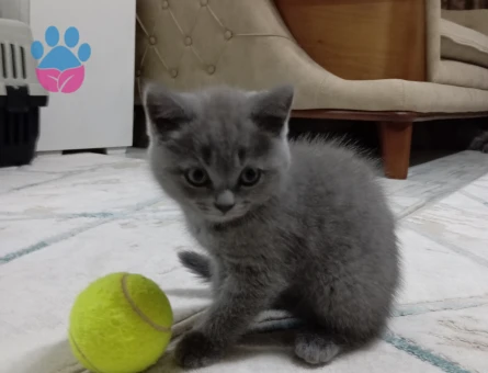 Scotish sahiplendirme