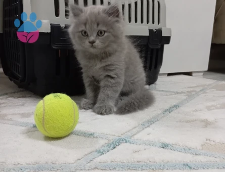 Scotish sahiplendirme