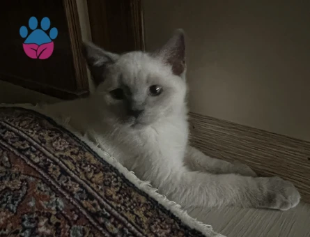 British Shorthair 3 Aylık
