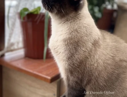 Oğullarıma Kalıcı  Yuva