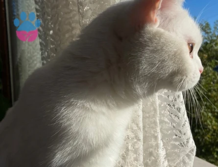 Oğullarıma Kalıcı  Yuva