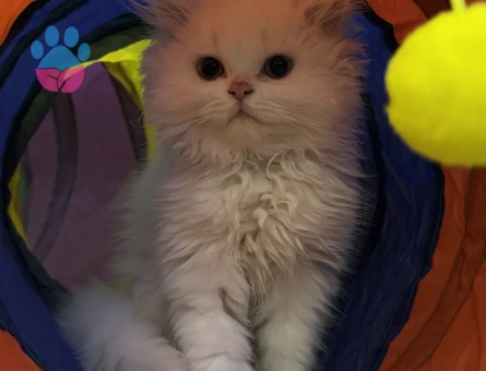 9 Aylık Scottish Fold Erkek Kedi Yuva Arıyor 🐱