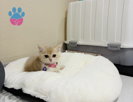 British shortair cy12 güzel kızımız sahibini arıyor - 7003 - Görsel 3