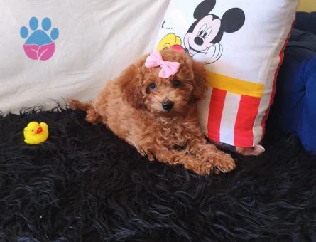 Toy Poodle Peluş bir Kız - 7004 - Görsel 4