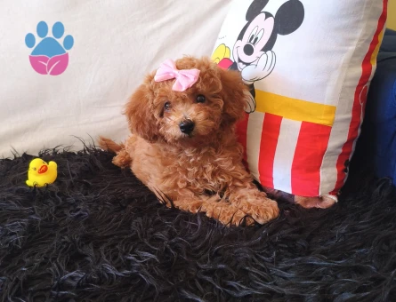 Toy Poodle Peluş bir Kız - 7004 - Görsel 3