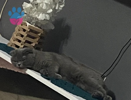 1 yaş scottish fold kedi - 4144 - Görsel 4
