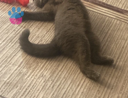1 yaş scottish fold kedi - 4144 - Görsel 2