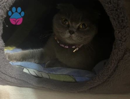 1 yaş scottish fold kedi - 4144 - Görsel 5