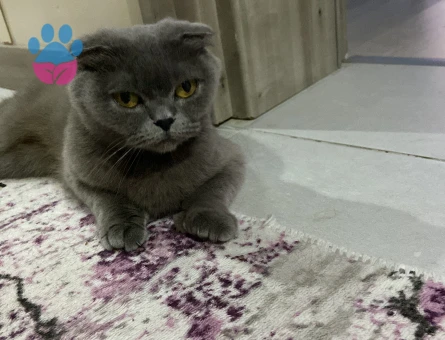 1 yaş scottish fold kedi - 4144 - Görsel 3