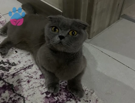 1 yaş scottish fold kedi - 4144 - Görsel 7