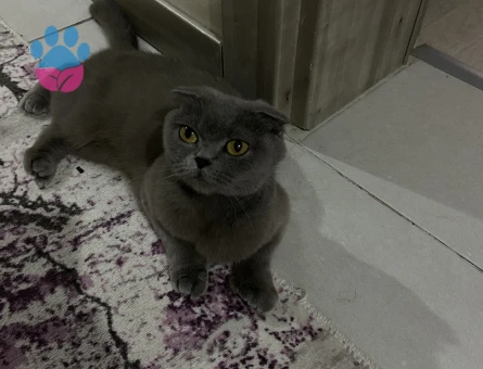 1 yaş scottish fold kedi - 4144 - Görsel 6