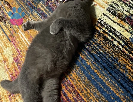 1 yaş scottish fold kedi - 4144 - Görsel 8