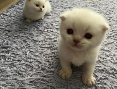 Scottish Fold Beyaz Yavrularımız - 7006