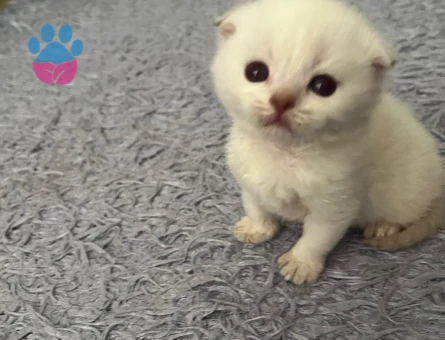 Scottish Fold Beyaz Yavrularımız - 7006 - Görsel 3