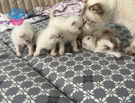 Scottish Fold Beyaz Yavrularımız - 7006 - Görsel 5
