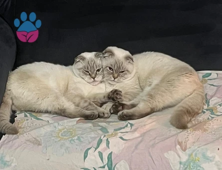 Scottish Fold Beyaz Yavrularımız - 7006 - Görsel 4
