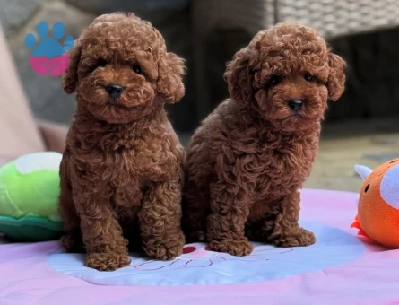 KORE KAN ÇOK ÖZEL POODLE YAVRULARIMIZ - 7008