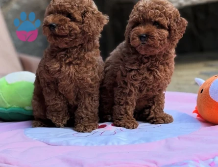 KORE KAN ÇOK ÖZEL POODLE YAVRULARIMIZ