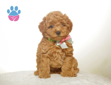 2 Aylık Toy Poodle Yuva Arıyorum - 7009