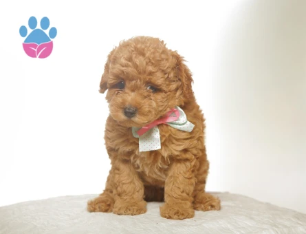 2 Aylık Toy Poodle Yuva Arıyorum