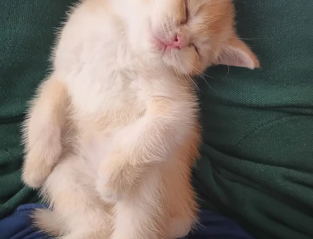 British shorthair golden Kedime Yuva Arıyorum - 7011