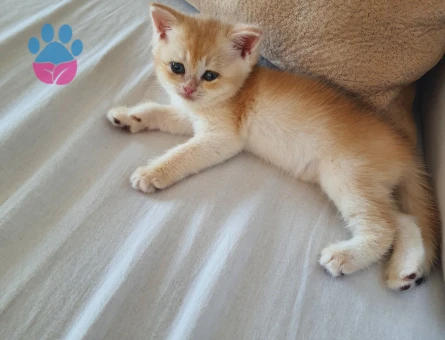 British shorthair golden Kedime Yuva Arıyorum - 7011 - Görsel 4