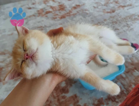 British shorthair golden Kedime Yuva Arıyorum - 7011 - Görsel 3