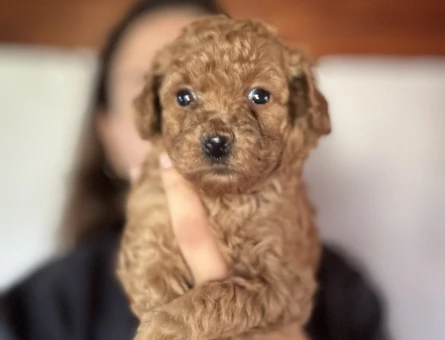 Mini Toy Poodle Yavrular Ailesini Bekliyor - 7016