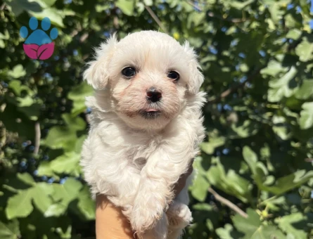 Safkan Mini Maltese Yavrular Ailelerini Bekliyor - 7017 - Görsel 4