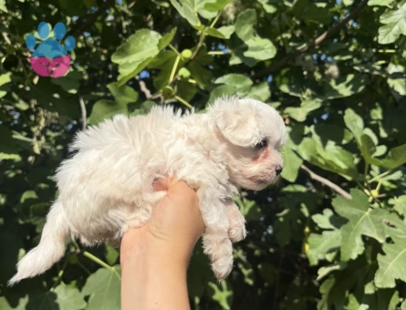 Safkan Mini Maltese Yavrular Ailelerini Bekliyor - 7017 - Görsel 5