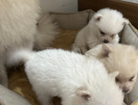 Pomerian Boo Yavrumuza Yuva Arıyoruz - 7019