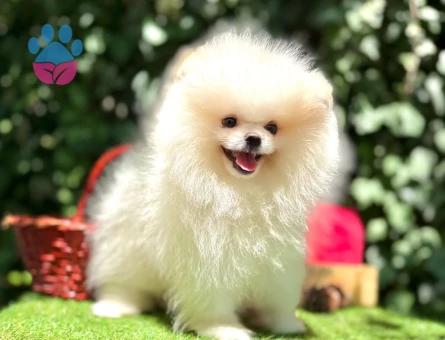 POMERANİAN BOO YAVRUMUZ - 7022 - Görsel 3