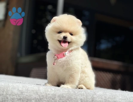 Pomeranian Boo Yavrular – Ruhsatlı Çiftlikten - 7023 - Görsel 3