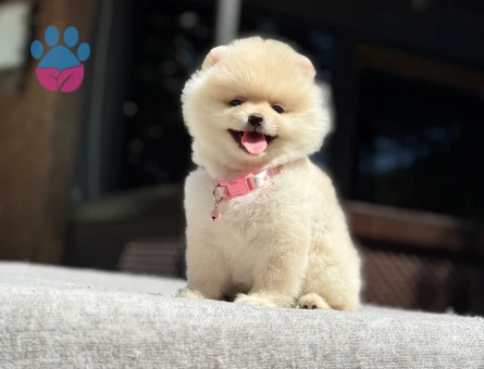 Pomeranian Boo Yavrular – Ruhsatlı Çiftlikten - 7023 - Görsel 4