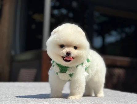 Minik Pomeranian Boo Yavruları – Güvenilir Çiftlik - 7024