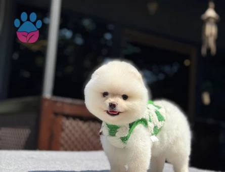 Minik Pomeranian Boo Yavruları – Güvenilir Çiftlik - 7024 - Görsel 3
