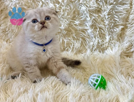 Scottish Fold Lynx Point Şirin Yavrumuz - 7032